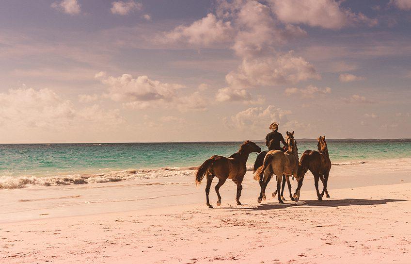 horses running on the beach