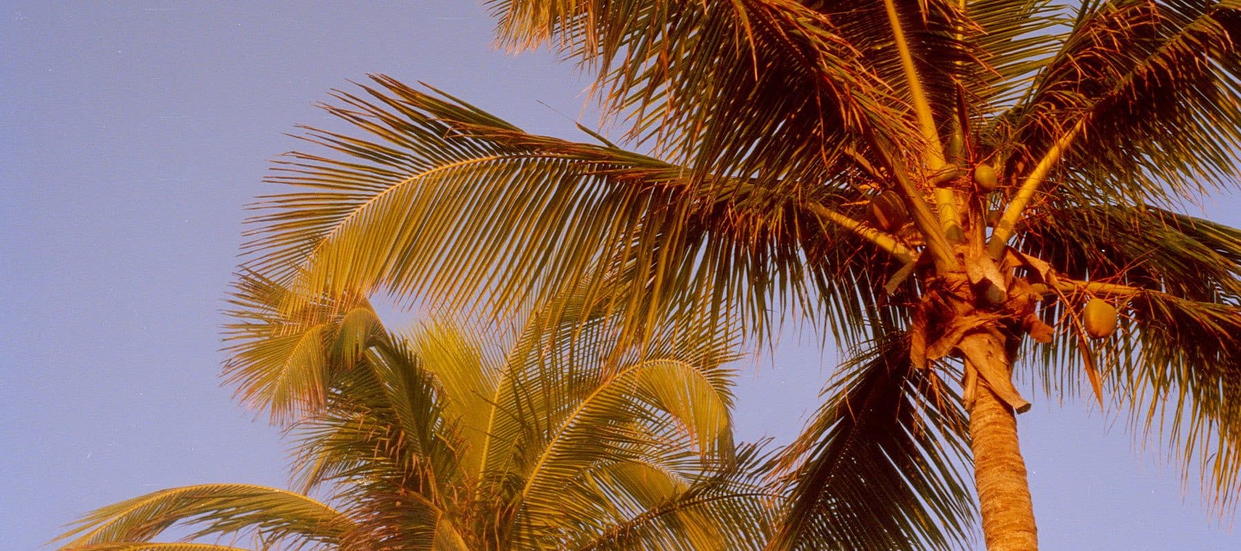 Palm Trees