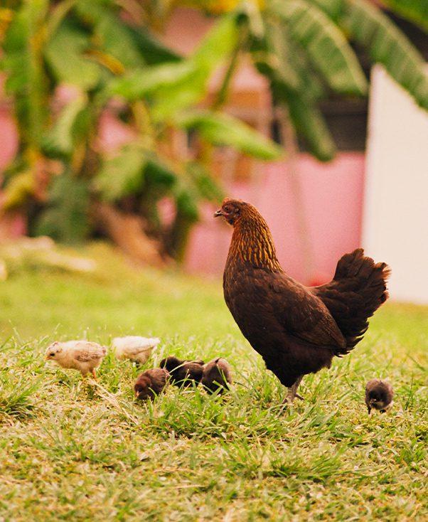 Island chicken and her chicks